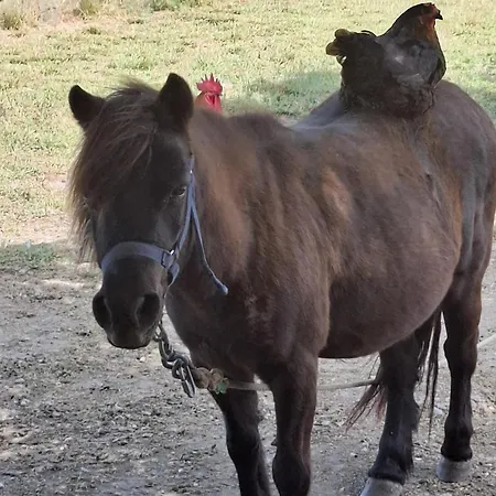 Prázdninový dům Sisman In Zemunik Donji - Haus Fuer 10 Personen