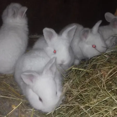 Sisman In Zemunik Donji - Haus Fuer 10 Personen Prázdninový dům *